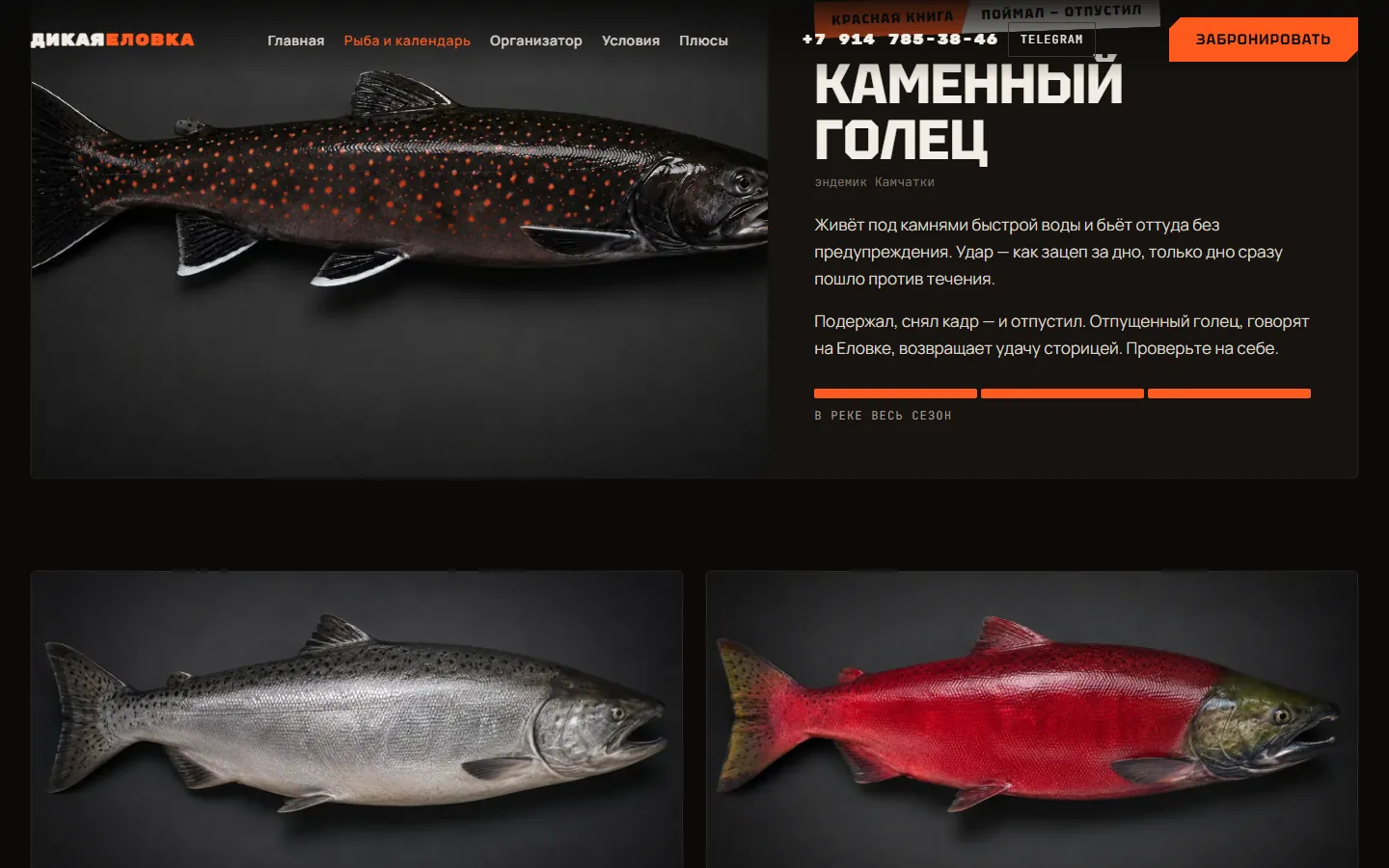 Раздел «Рыба и календарь»: каменный голец, чавыча и нерка с полосами сезона